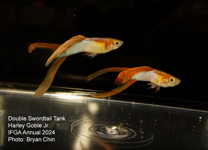 guppy double swordtail